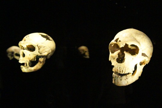 Fossile Schädel von Hominiden. Musée de l'Homme, Paris. Foto: jvf. Rechte Ausstellungsdesign: Muséum national d’Histoire naturelle